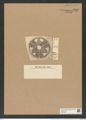 Actinoptychus truanii f. trivitatus A. Schm. (de-Toni-Nr.: Genus 227, Species 5612) Zeichnungen Sammlung Grunow Nr. 9502 (NHMW-BOT-W0379486)